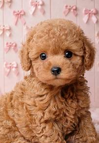 Chubby brown toy poodles