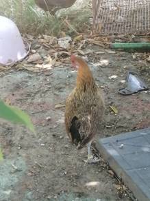 Ayam hutan betina