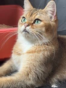 bsh golden female