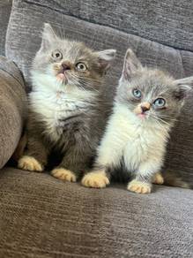 pure bsh british short hair bicolor