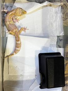 leopard gecko macksnow RAPTOR