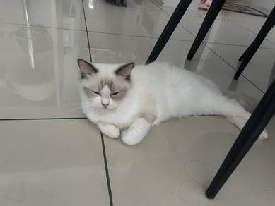 female ragdoll