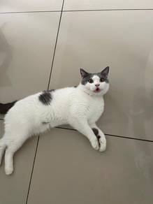 Fully vaccinated british short hair for rehome