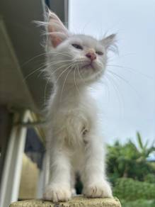 domestic long hair (dsh)