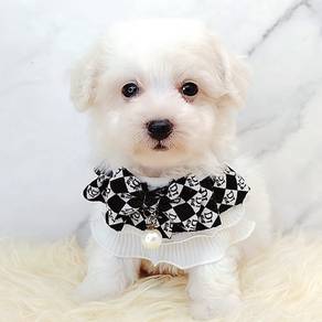 Maltese