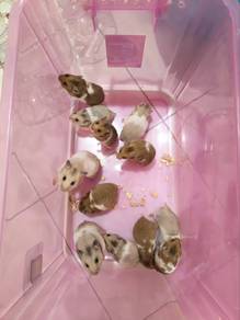 Syrian hamster