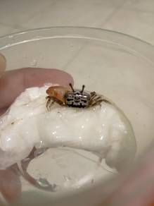 Fiddler crab / viola crab