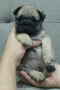 PUG PUPPIES 687 🌻 REHOME Boy