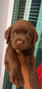 labrador retriever@