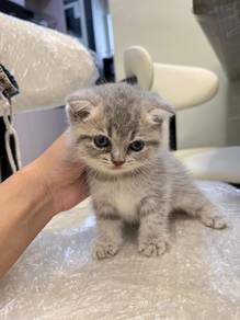 BSH Scottish Fold
