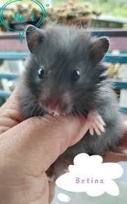 Hamster syrian