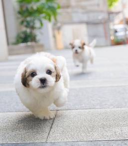 Shih Tzu