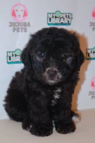 f39 Adorable Poodle Dog