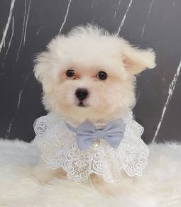 Maltese