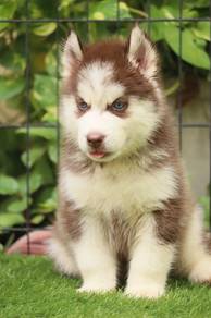 husky male female top quality