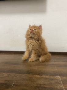 persian kitten oyen