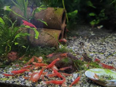 Cherry shrimp/ blue shrimp