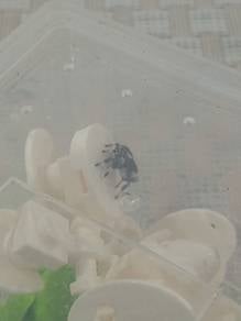 Male Regal Jumping Spider