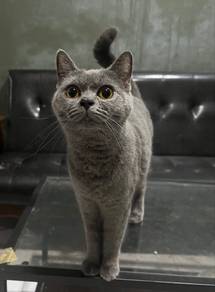 BSH BLUE FEMALE 1.5yr