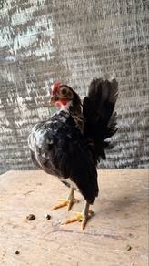 ayam serama