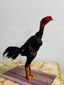ayam ganoi 
