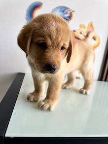 cream Labrador Retriever