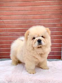 Chow Chow