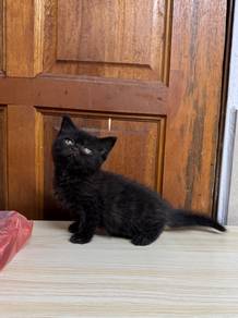 BSH mix persian female Kitten