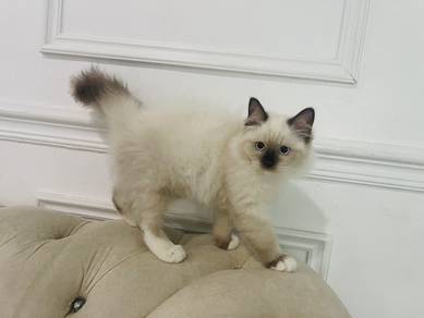 Female Ragdoll Seal Mitted Point Kitten