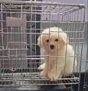 Bichon Puppies