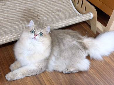 Blue golden longhair shaded female cat
