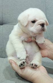 PUG PUPPIES 681 🌻 New Born Male White
