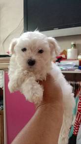 Poodle sell