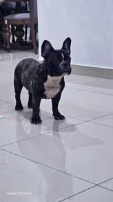 French Bulldog