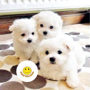 QB_BF577 Tiny Bichon Frise white puppies pet