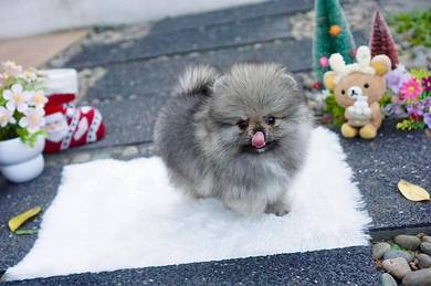 teacup pomeranian v