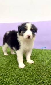 Border collie male with MKA CERT