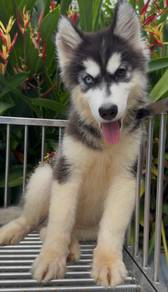 husky