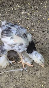 ayam brahma