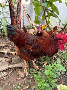 Kapten Ayam Jantan