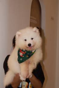 J0831 Samoyed Cute Fluffy Puppy