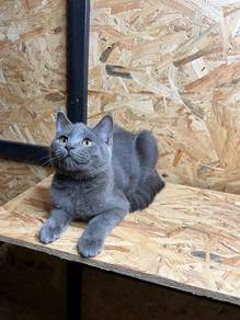 Kucing Mix BSH
