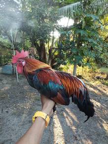 ayam Hutan jantan