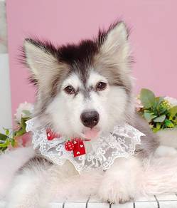 Husky