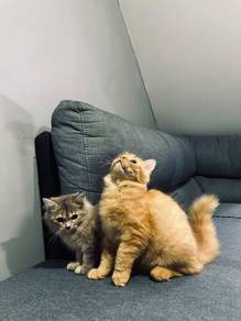 Anak kucing 