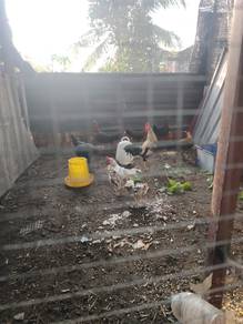 ayam hutan 