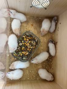 hamster syrian