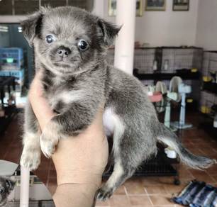 CHIHUAHUA PUPPIES 203🌷Head Apple Cute Dog
