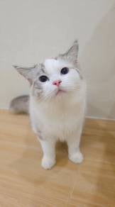 ragdoll