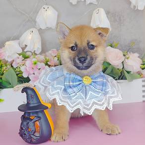 Shiba Inu